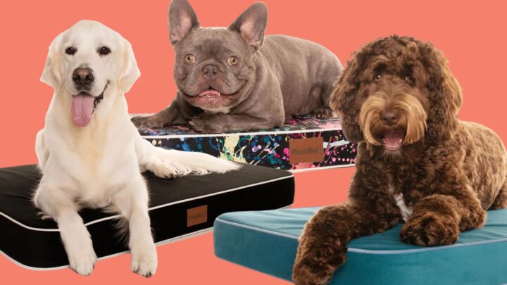 This dog bed promises orthopaedic support for pups