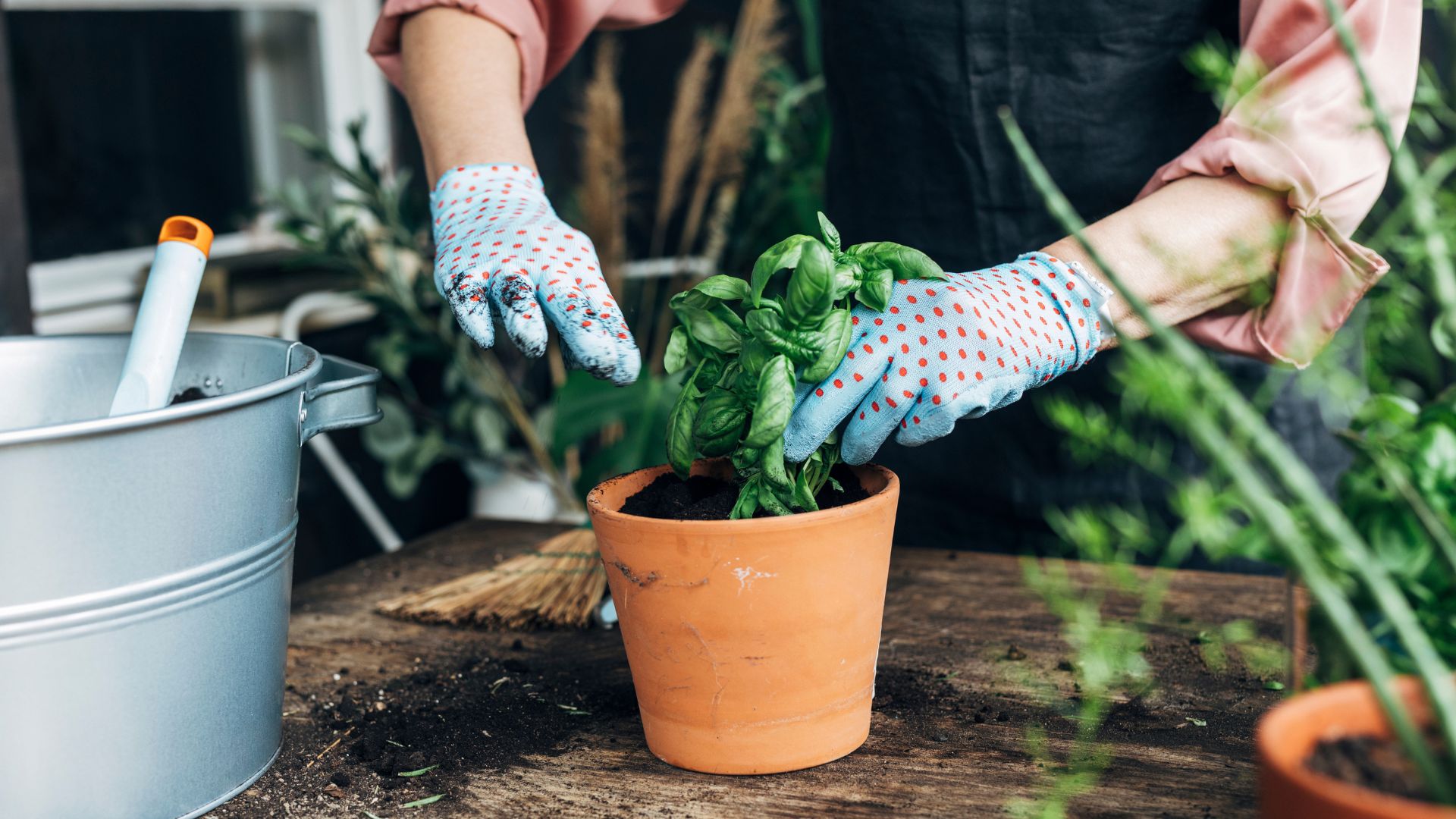 How to grow basil